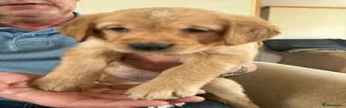 Golden Retriever Puppy 7