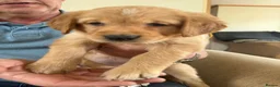 Golden Retriever dogs for sale: Stunning golden retriever puppies  - Advert 2