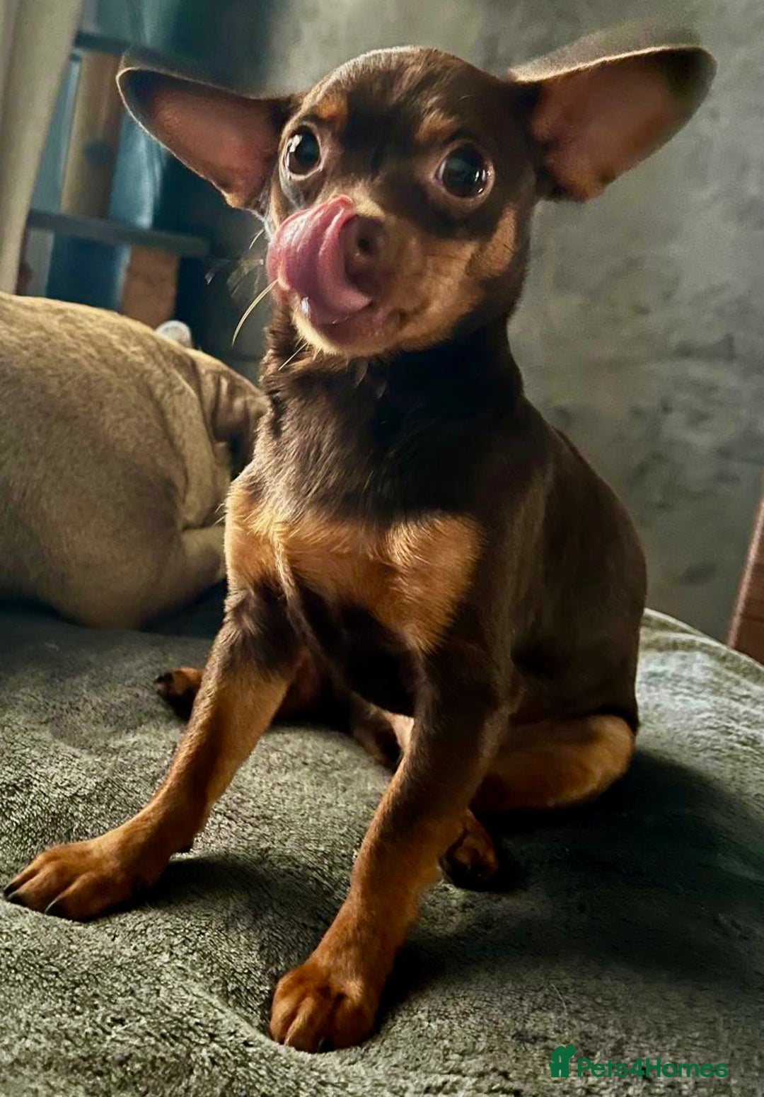 Russian Toy Terrier dogs for adoption: Skippy survival story - Image 4