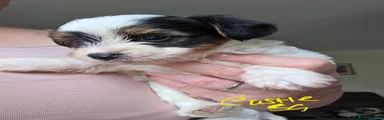 Biewer Terrier 1