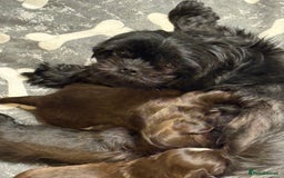 Shih Tzu dogs for sale: Beautiful shih tzu puppies for sale  - Image 17