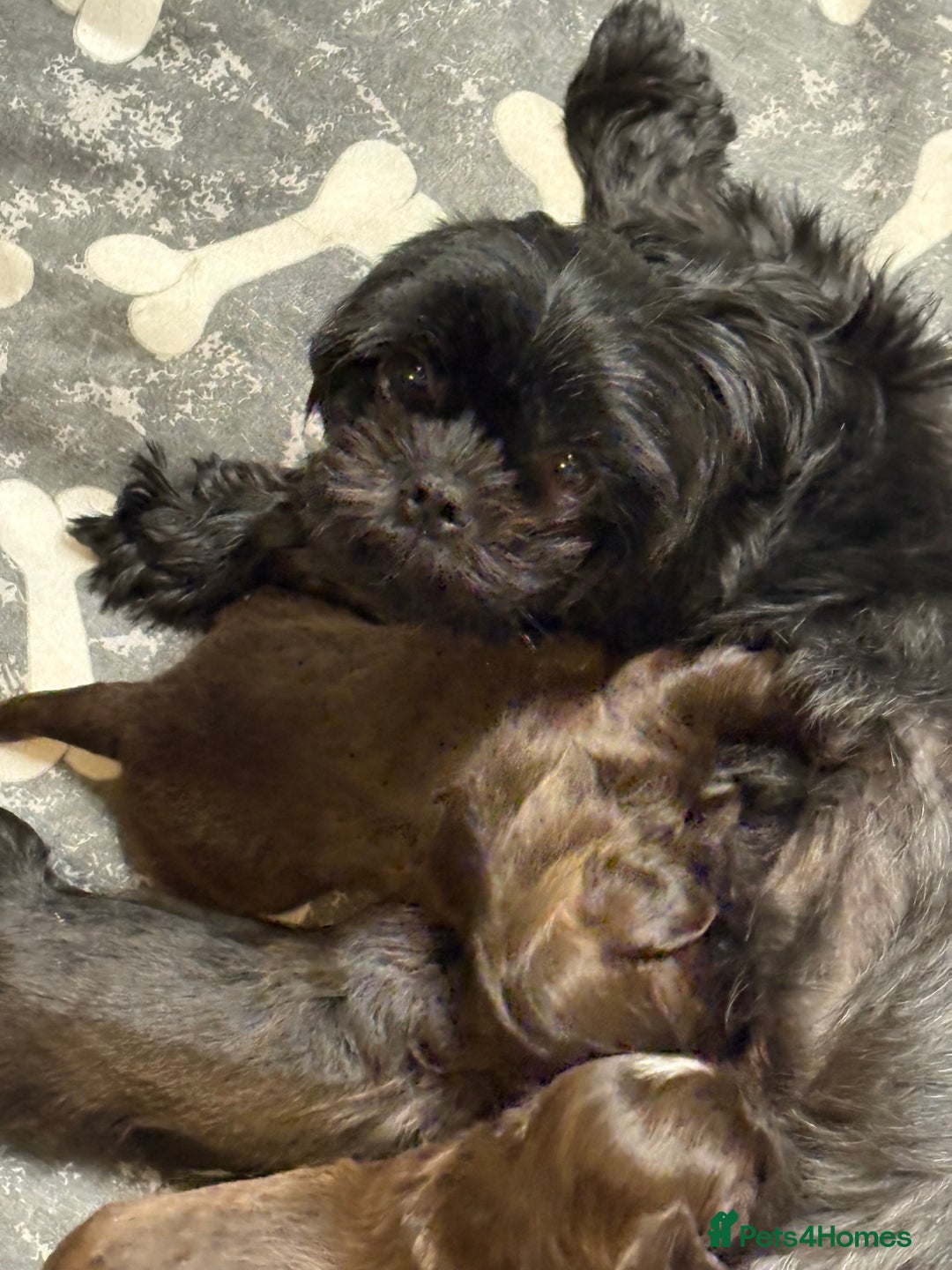 Shih Tzu dogs for sale: Beautiful shih tzu puppies for sale  - Image 17