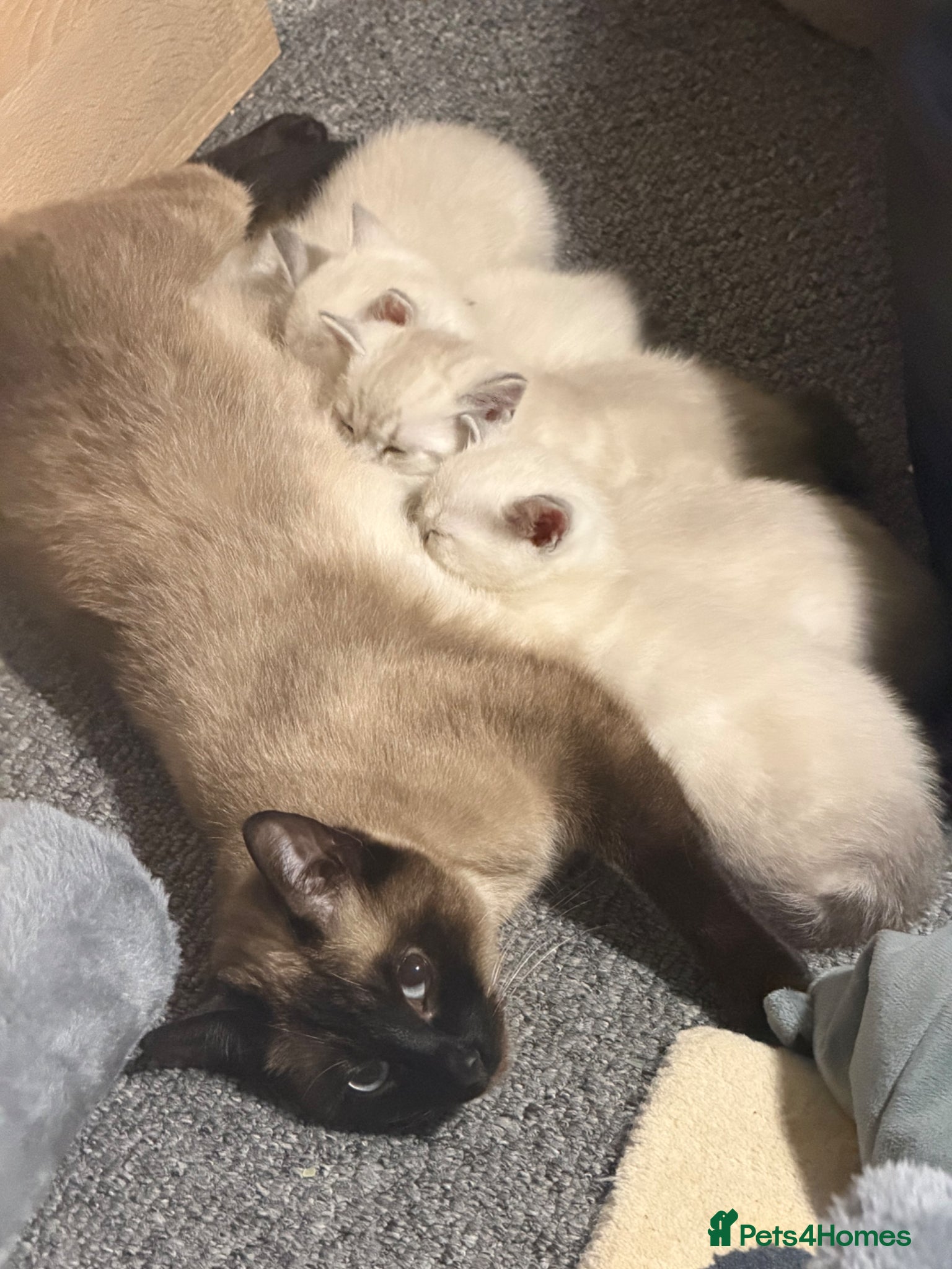Mixed Breed cats Beautiful mixed breed kittens for sale  - Advert 6
