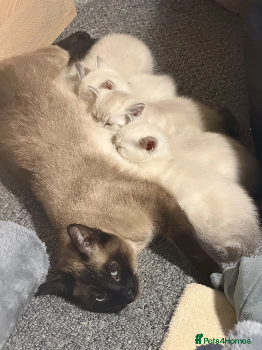 Mixed Breed cats for sale: Beautiful mixed breed kittens for sale  - Advert 1