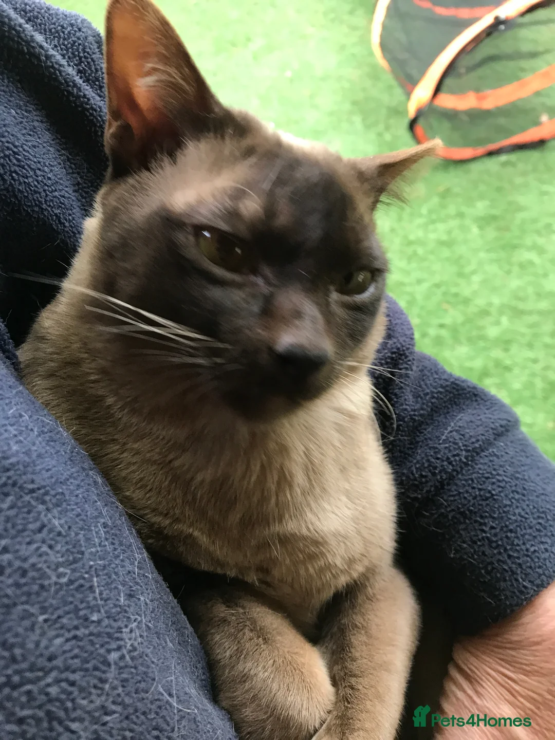 Burmese cats for sale: Boistrous, neutered, cuddly chocolate lad - Advert 2