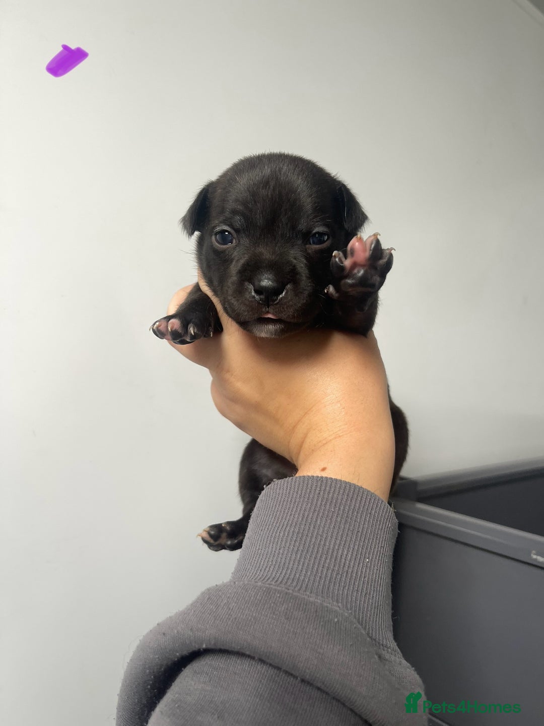 Staffordshire Bull Terrier dogs for sale: Staffordshire bull terrier puppies - Image 8