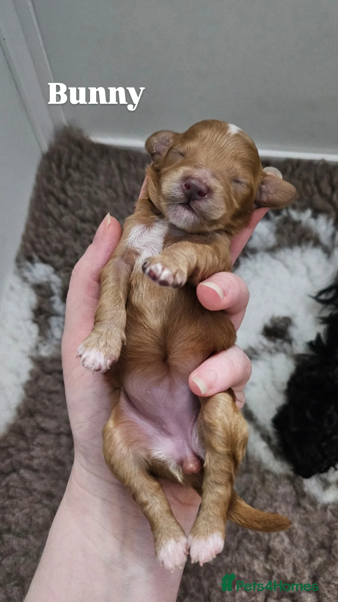 Cavapoo dogs for sale: Gorgeous F1b Toy Cavapoo Babies   - Advert 32