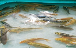 Koi Carp fish for sale: UK koi carp  - Image 7