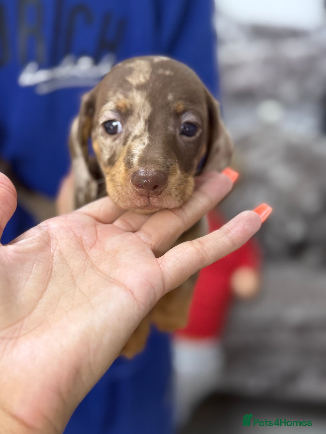 Miniature Dachshund dogs for sale: 7 stunning miniature dachshund puppies - Image 35