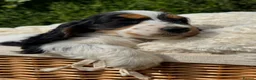 Cocker Spaniel dogs for sale: Extensively Health tested Parents & UNIQUE colours - Advert 7