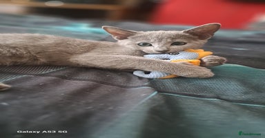 Russian Blue cats - Advert 11