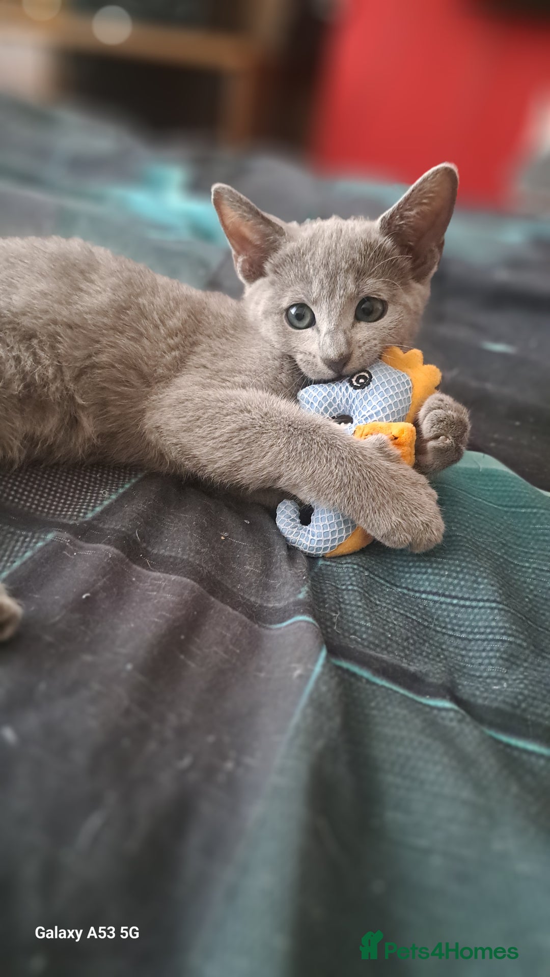 Russian Blue cats for sale: TICA Russian Blue Kittens Pedigree - Image 2