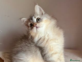 Siberian cats Fluffy Siberian Kittens Ready for loving homes🥰 - Advert 7