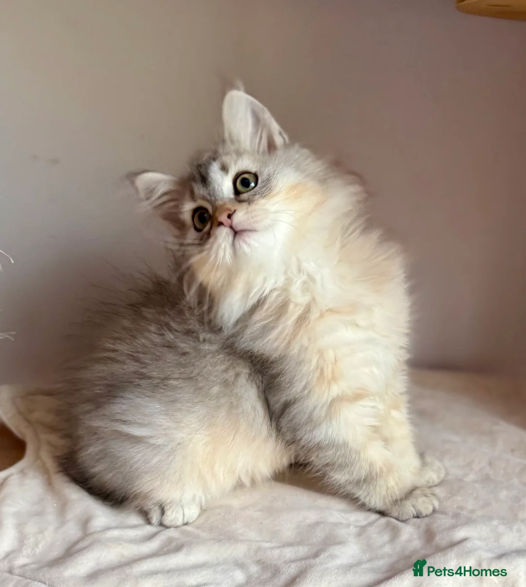 Siberian cats for sale: Fluffy Siberian Kittens Ready for loving homes🥰 - Advert 2