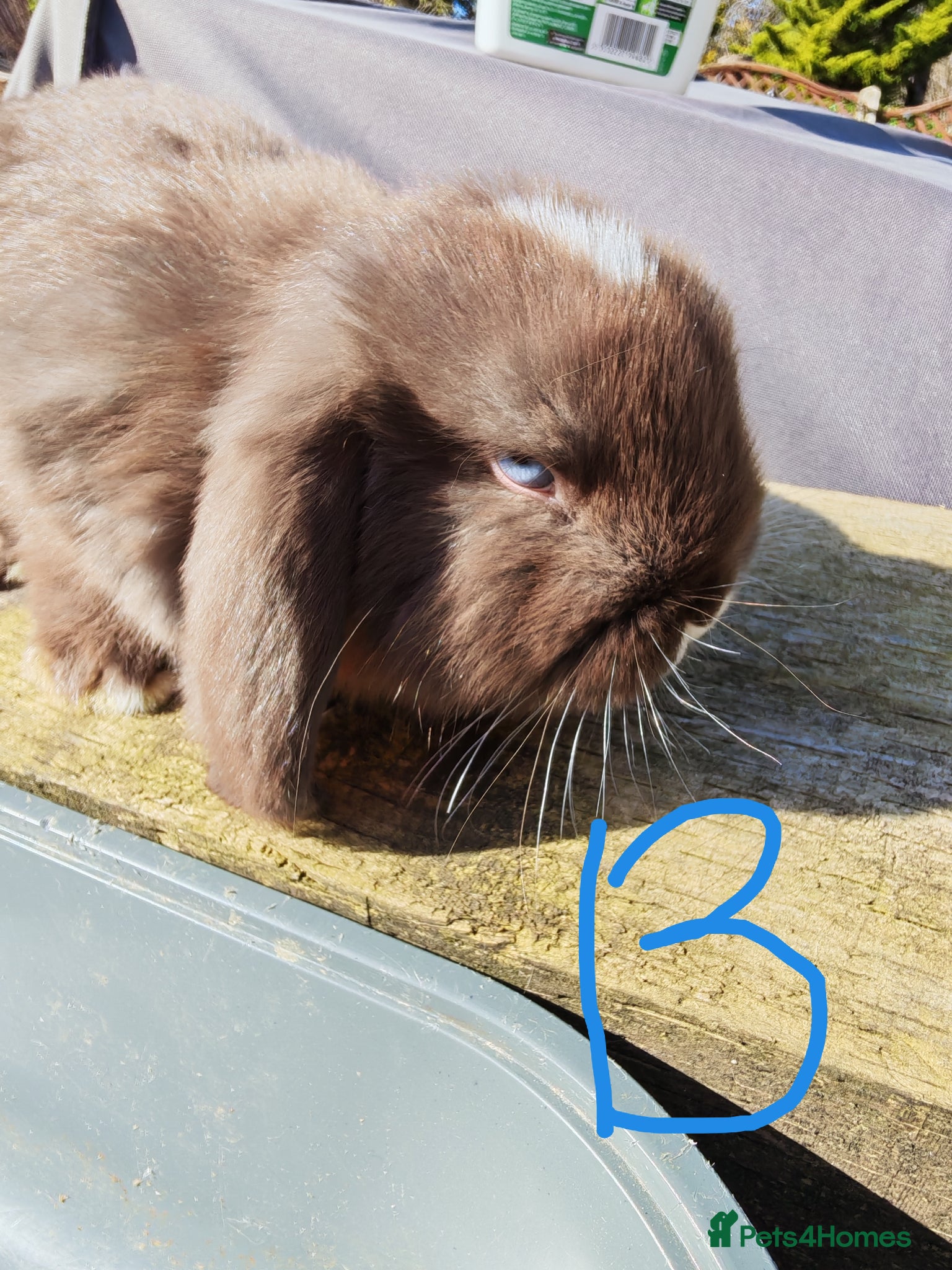 Mini Lop rabbits Pure Bred Mini Lops - Advert 11