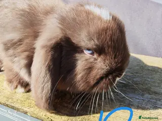 Mini Lop rabbits Pure Bred Mini Lops - Advert 11