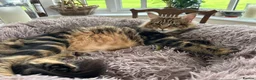 Maine Coon cats for sale: Fluffy picture perfect Maine Coon kittens in Tarporley - Advert 5