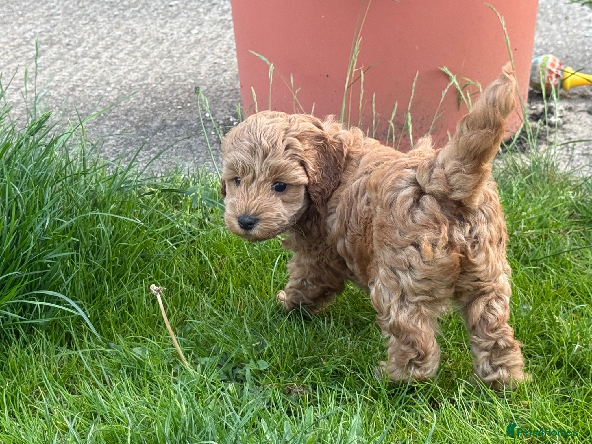 Cockapoo dogs Beautiful Red F1b Cockapoo Puppy - Advert 1