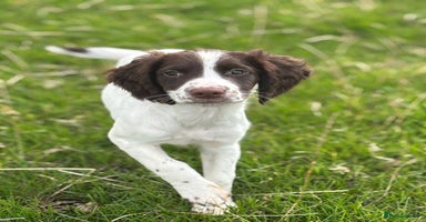 English Springer Spaniel dogs - Advert 6
