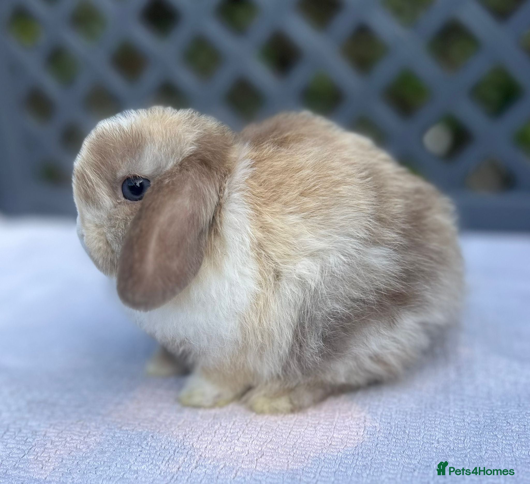Mini Lop rabbits (SOLD )READY NOW PEDIGREE MINI LOP - Advert 18