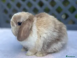 Mini Lop rabbits (SOLD )READY NOW PEDIGREE MINI LOP - Advert 18