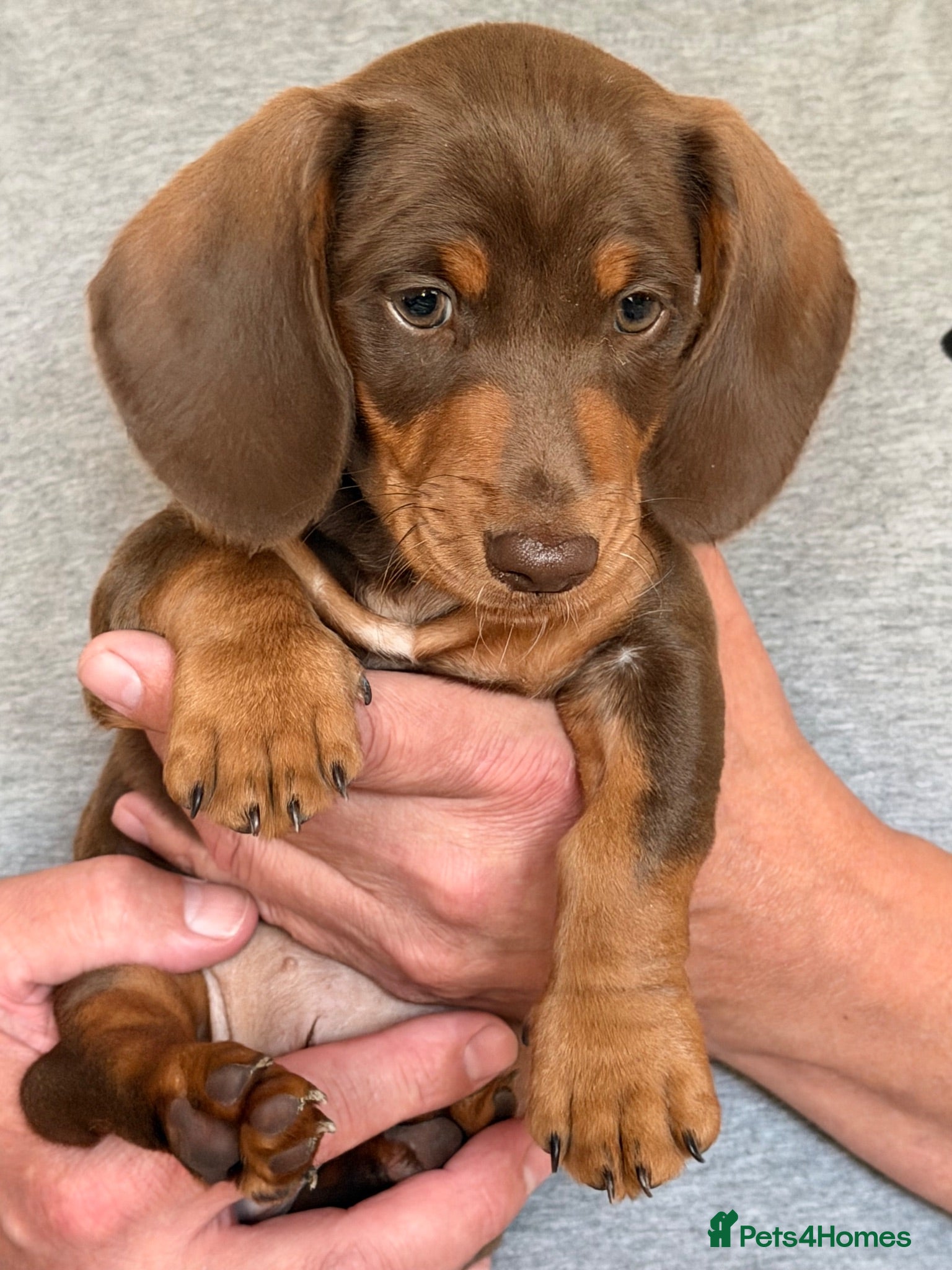 Dachshund dogs miniature dachshund boy chocolate and tan  - Advert 5