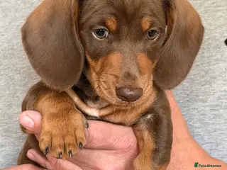 Dachshund dogs miniature dachshund boy chocolate and tan - Advert 5
