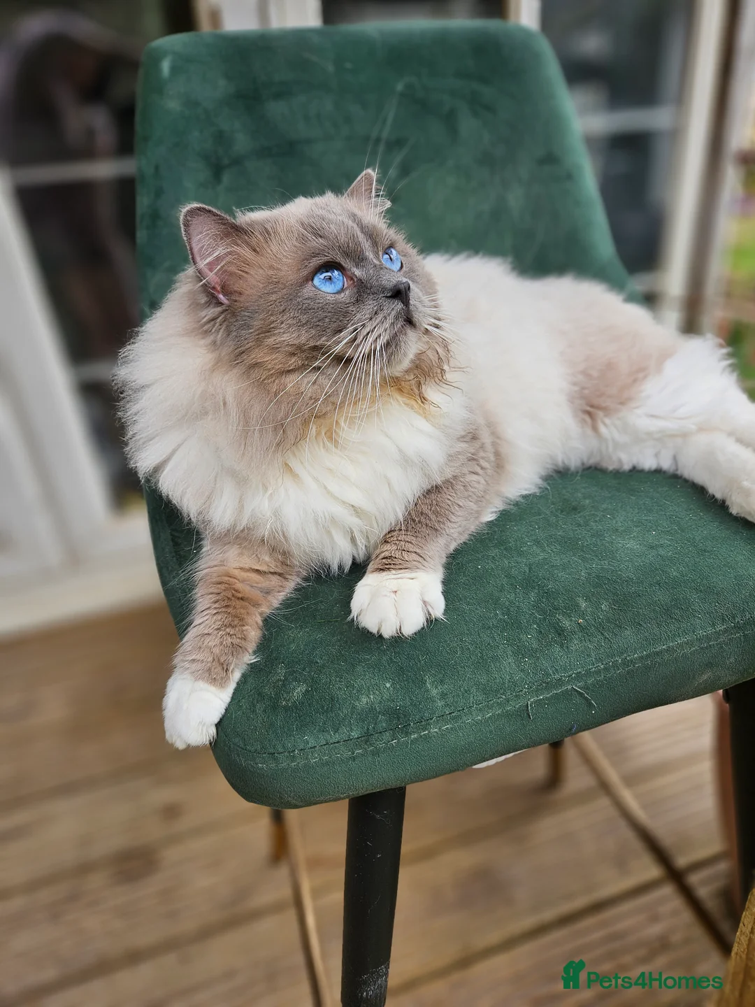 Ragdoll cats for stud: HANDSOME BOY-BLUE MITTED GCCF /TICA  AVALIABLE  - Advert 5