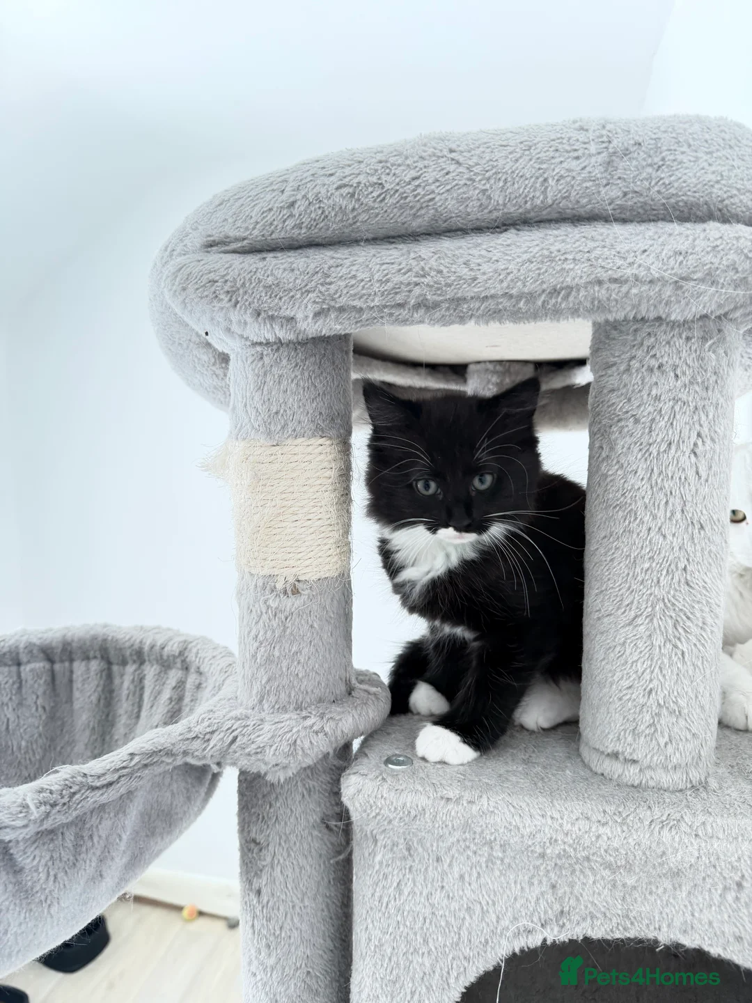 Mixed Breed cats for sale: 7 Adorable Mixed Breed Kittens - Advert 2