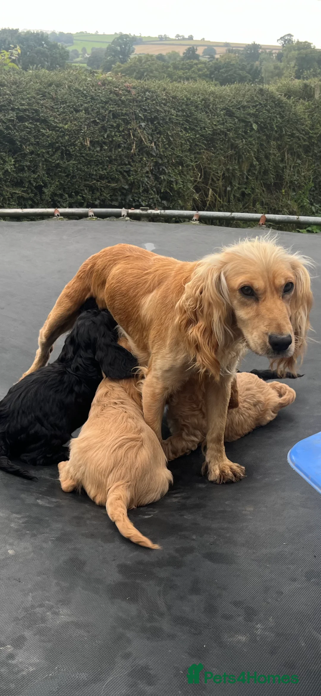 Cockapoo dogs for sale: female cockapoo  - Advert 1