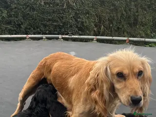 Cockapoo dogs female cockapoo - Advert 2