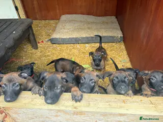 Belgian Shepherd Dog dogs Belgian Mallinois puppies BRN registered - Advert 2