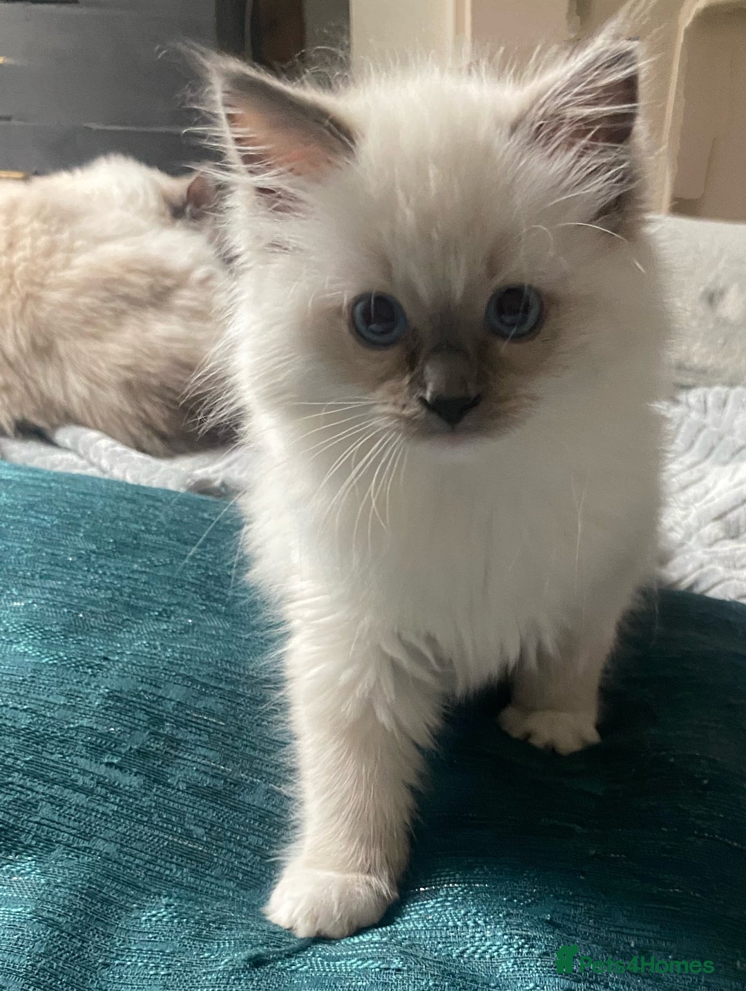 Ragdoll cats for sale: GCCF and Tica pedigree ragdolls kittens for sale - Image 5
