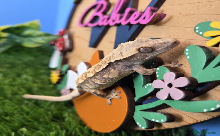 Gecko reptiles - Advert 1
