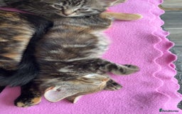 Mixed Breed cats for sale: Cute babies ready to leave  - Image 3