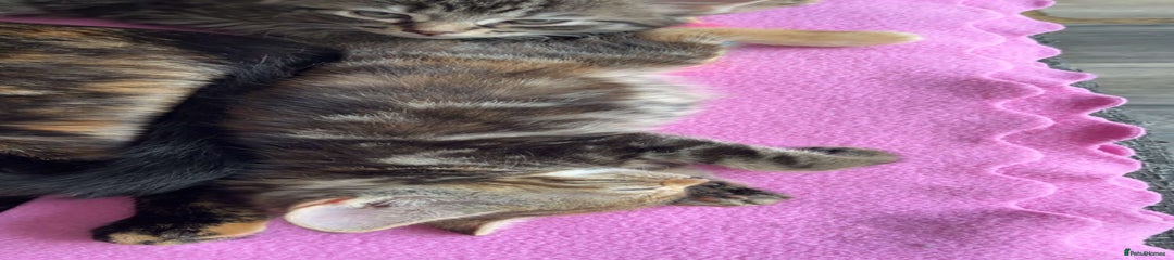 Mixed Breed Kitten 3
