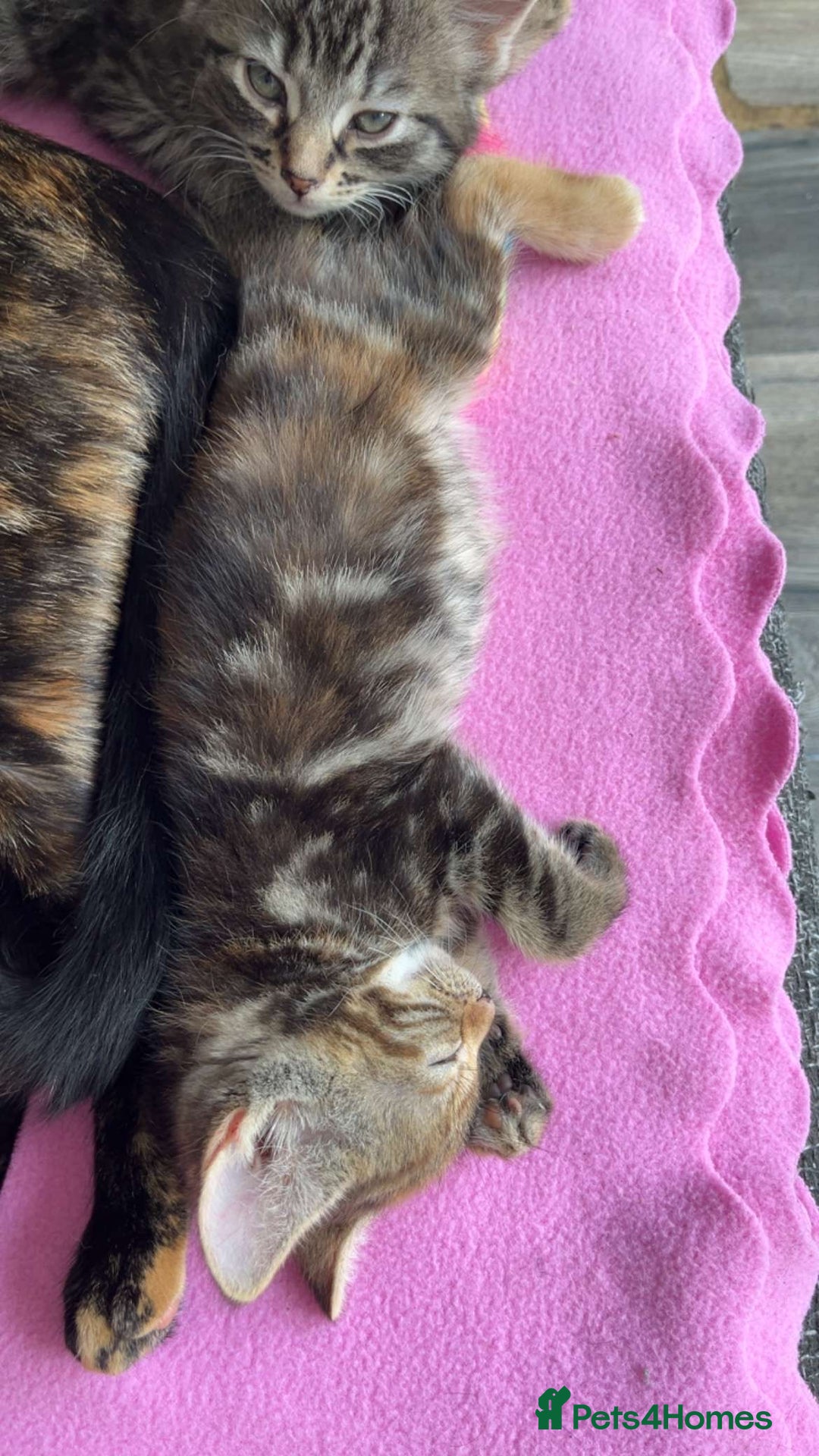 Mixed Breed cats for sale: Cute babies ready to leave  - Image 3