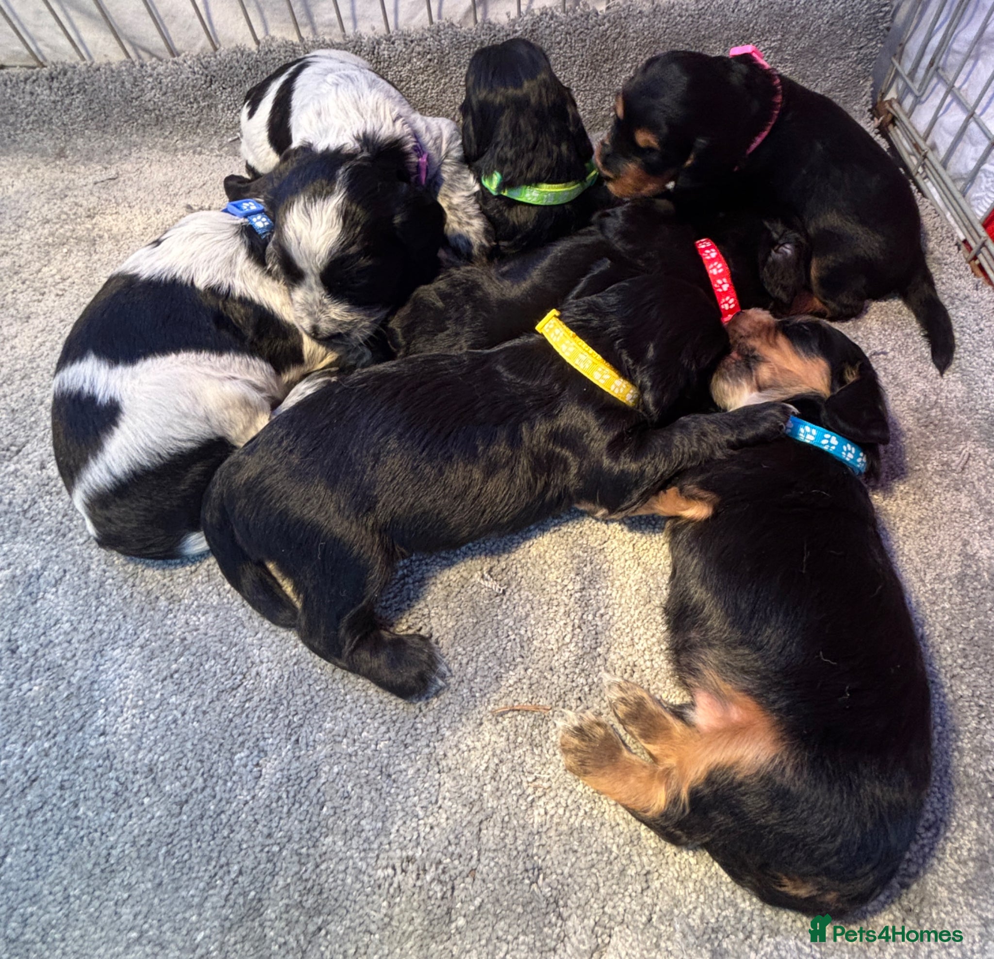 Cocker Spaniel dogs KC Registered Cocker Spaniels - Advert 7