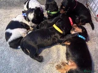 Cocker Spaniel dogs KC Registered Cocker Spaniels - Advert 11