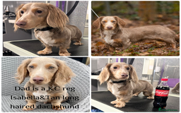 Mixed Breed dogs for sale: Golden Show Cocker X Miniature dachshund Puppies - Image 2