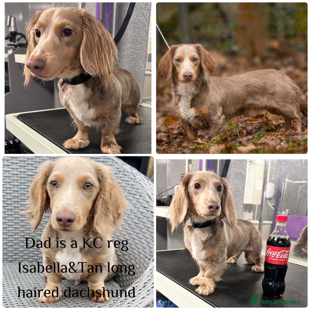 Mixed Breed dogs for sale: Golden Show Cocker X Miniature dachshund Puppies - Image 2