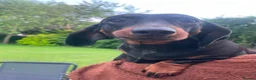 Dachshund dogs for sale: Three 3 year old + five 2 year old dachshund dogs. - Advert 7