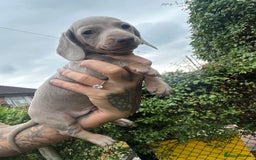 Dachshund dogs for sale: Miniature dachshund  - Advert 28