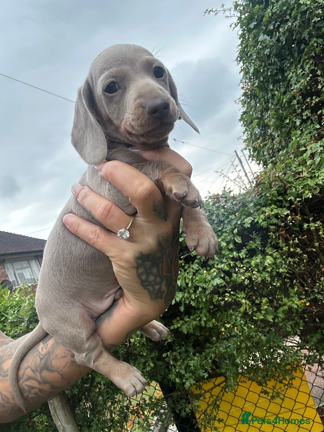 Dachshund dogs for sale: Miniature dachshund  - Advert 28