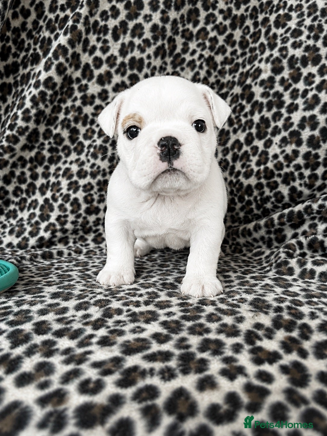 English Bulldog dogs UPDATED EXCITING LITTER  - Advert 14