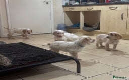 Cockapoo dogs for sale: 5🌟licensed breeder F1 Cockapoo's - Image 2