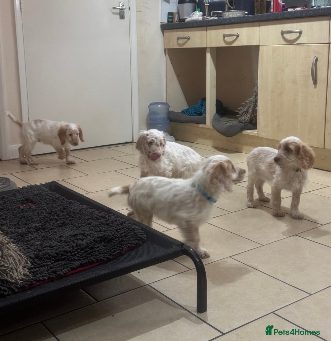 Cockapoo dogs for sale: 5🌟licensed breeder F1 Cockapoo's - Image 2