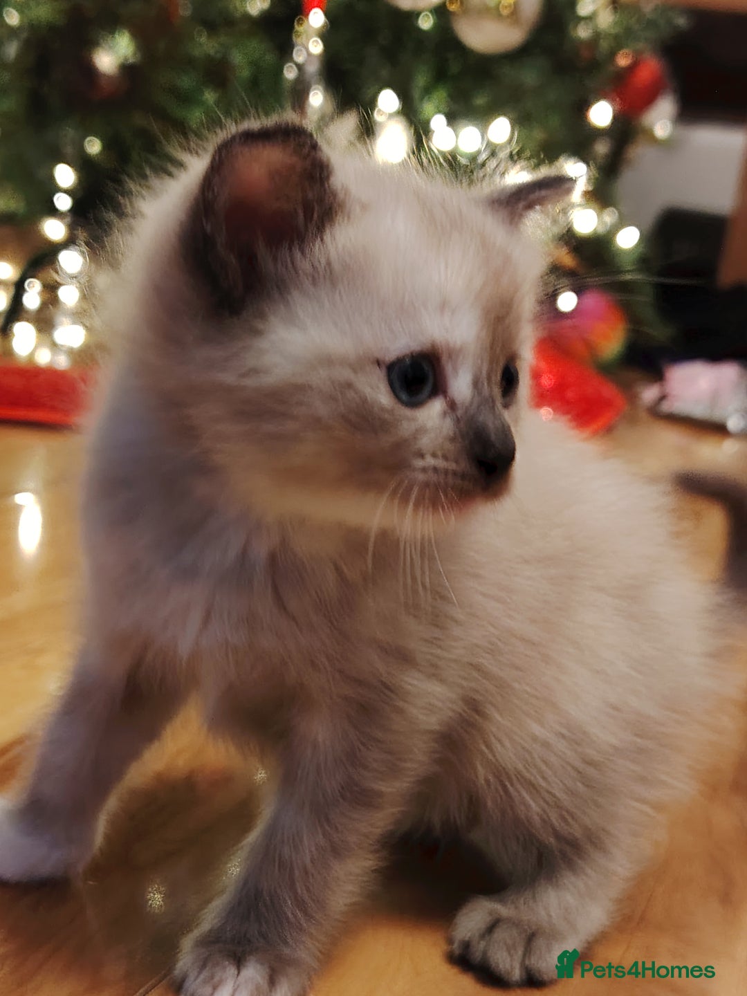 Tonkinese cats for sale: Gorgeous Tonkdoll kittens  - Advert 8