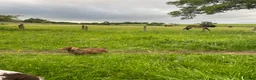 Dachshund dogs for sale: Beautiful wired haired sausage dogs  in Penrith - Advert 9