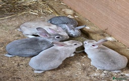 Rex rabbits for sale: Gorgeous rex rabbits - Image 12